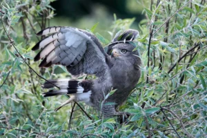 Harpy Eagle of the Amazon