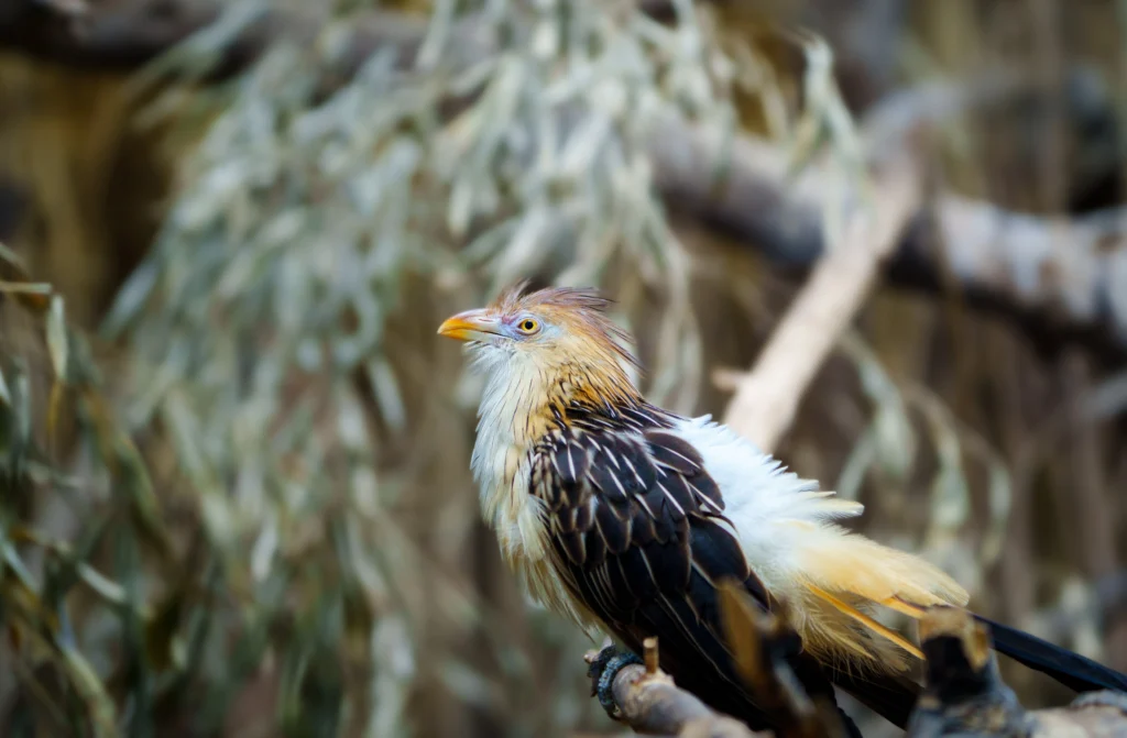 hoatzin bird perched on a branch - Hoatzin: A Complete Guide to the Amazon Rainforest Bird