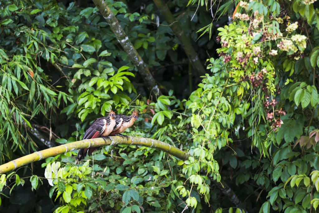 hoatzin opisthocomus hoazin in the amazon rainforest - Hoatzin: A Complete Guide to the Amazon Rainforest Bird