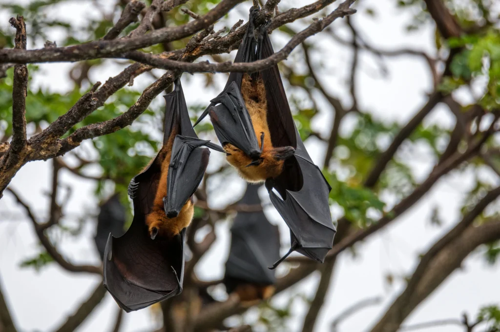 spectacled flying foxes hanging in a tree