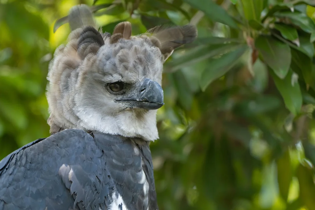 Harpy Eagle of the Amazon
