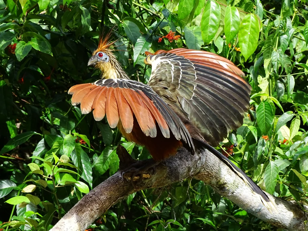 striking hoatzin bird perched on tree branch - Hoatzin: A Complete Guide to the Amazon Rainforest Bird